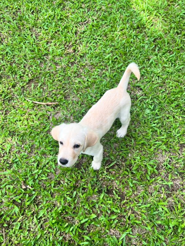 Labrador puppy