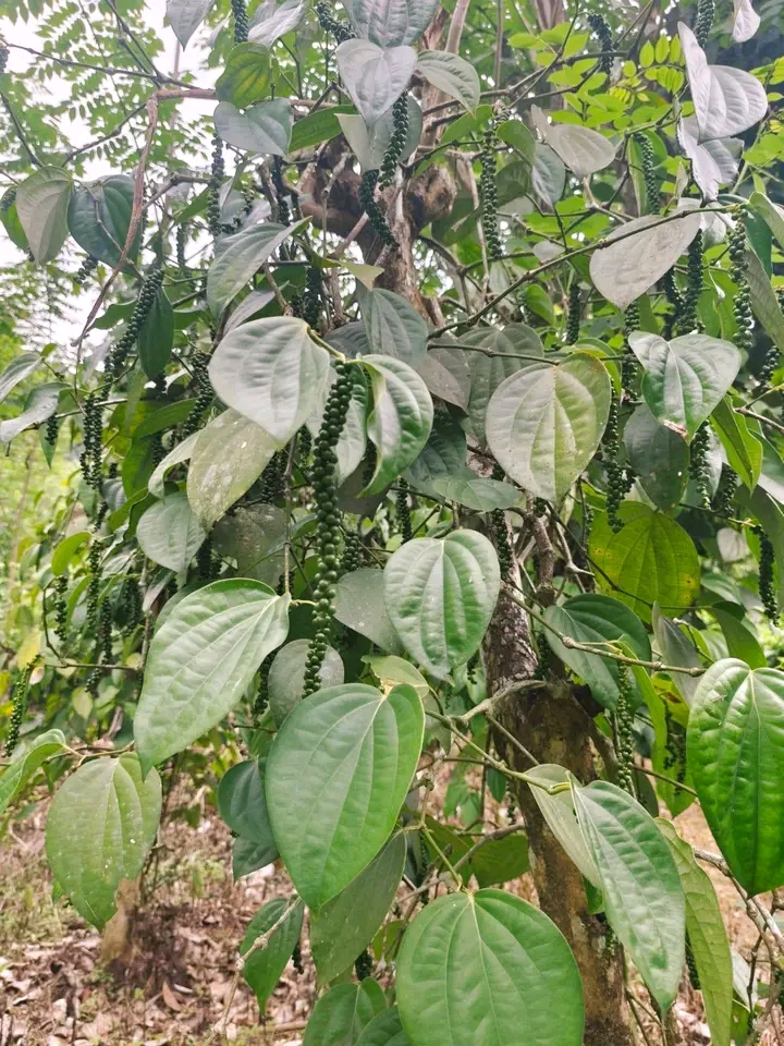 Agricultural Land for Sale in Minuwangoda