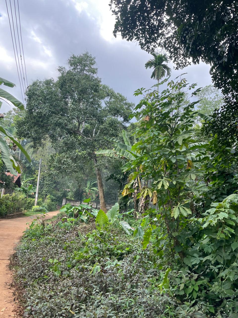 Agricultural Land for Sale in Yatiyana