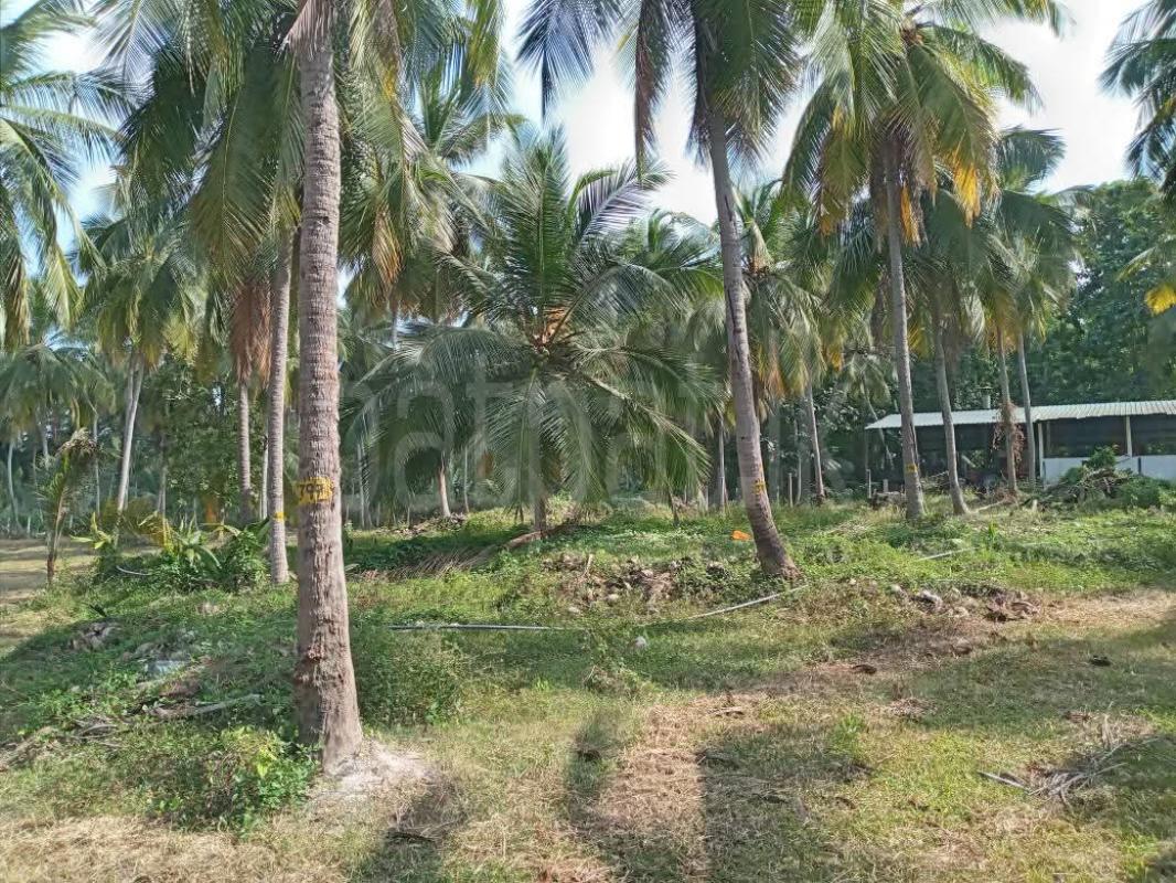 Agricultural Land for Sale in Kurunegala