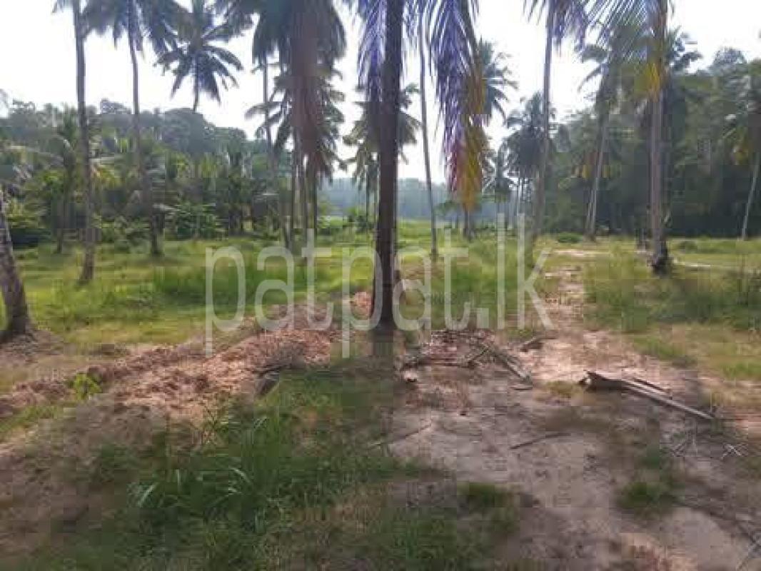 Agricultural Land for Sale in Divulapitiya