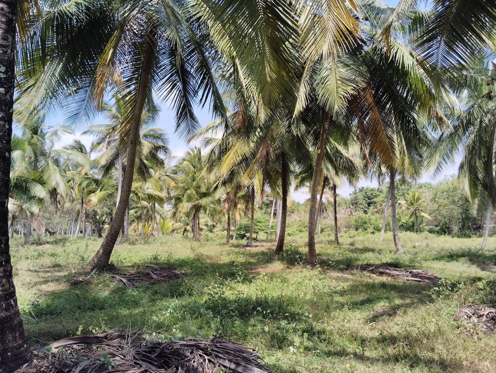 Agricultural Land for Sale in Wellawa