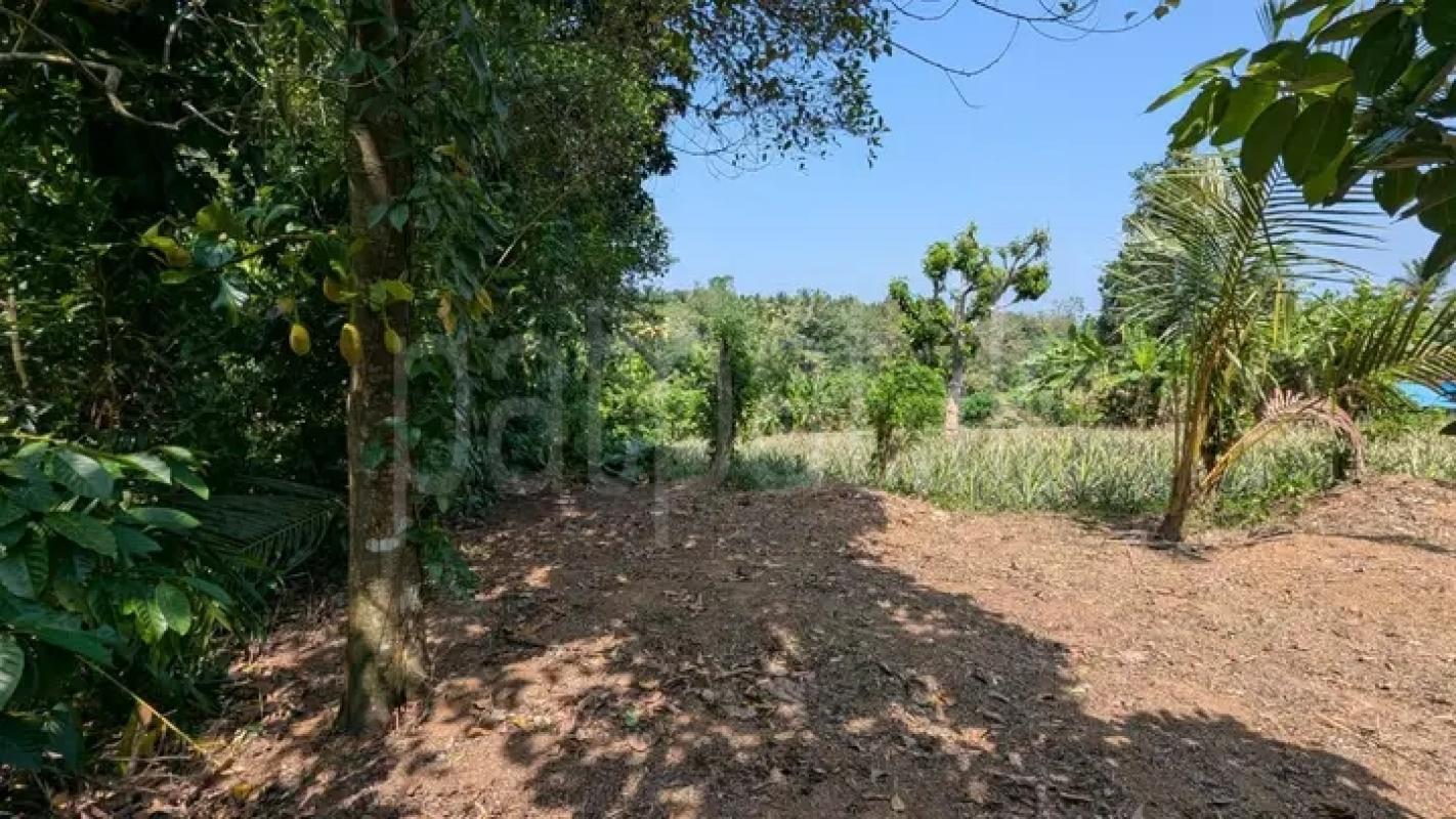 Commercial Land for Sale in Minuwangoda