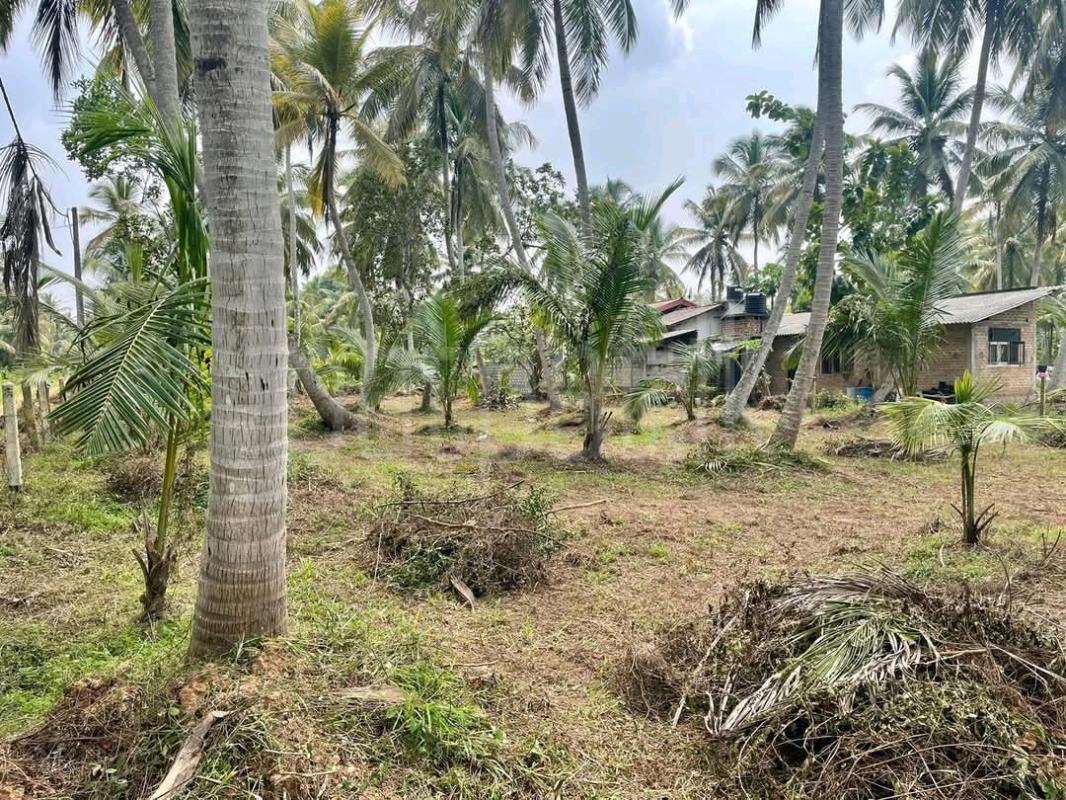 Agricultural Land for Sale in Mawathagama ads-image-1
