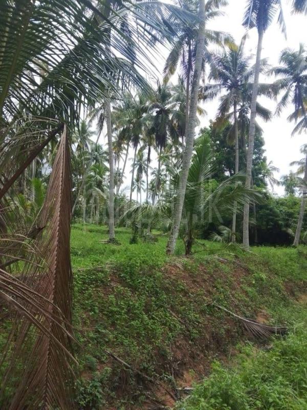 Residential Land for Sale in Divullegoda