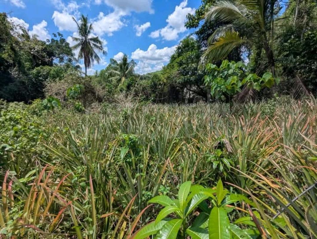 Commercial Land for Sale in Gampaha
