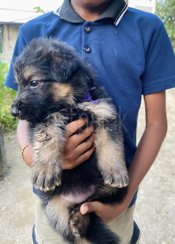 Lion shepherd male and female puppies