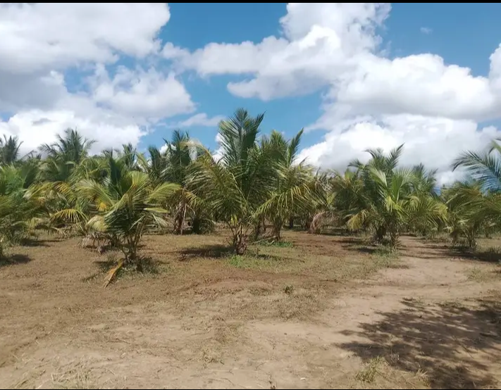 Agricultural Land for Sale in Embilipitiya
