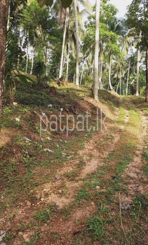 Agricultural Land for Sale in Kundasale