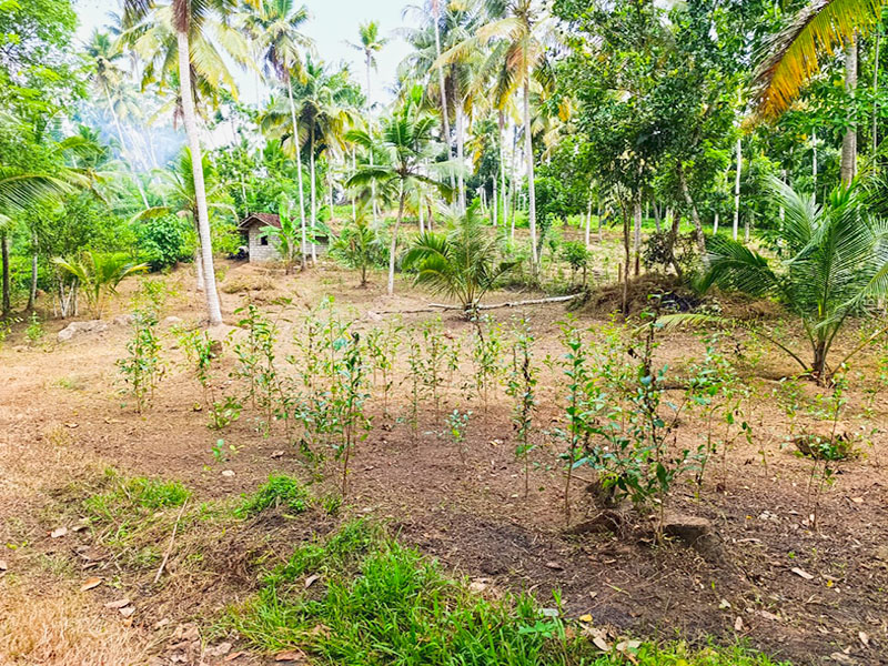 Commercial Land for Sale in Ahangama