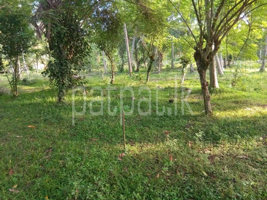 Agricultural Land for Sale in Badalgama