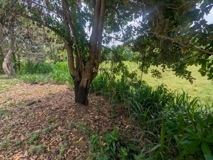 Commercial Land for Sale in Minuwangoda