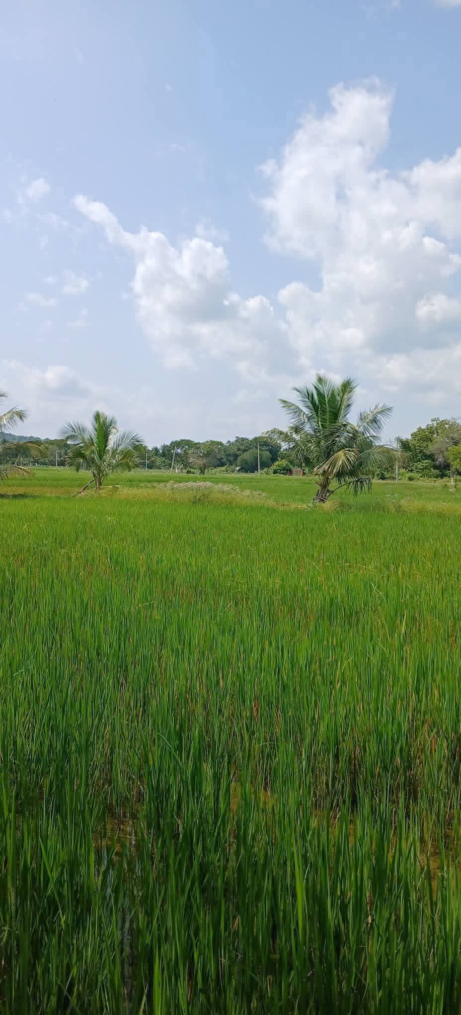 Agricultural Land for Sale in Kataragama