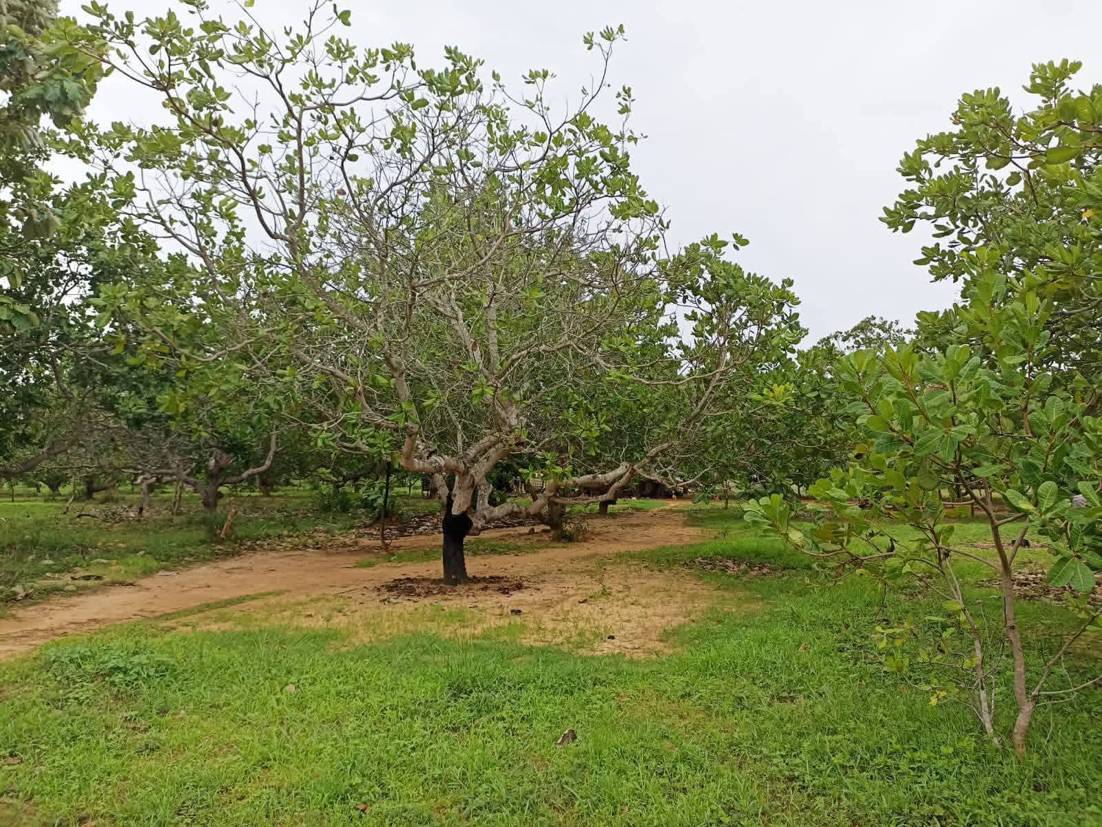 Agricultural Land for Sale in Puttalam