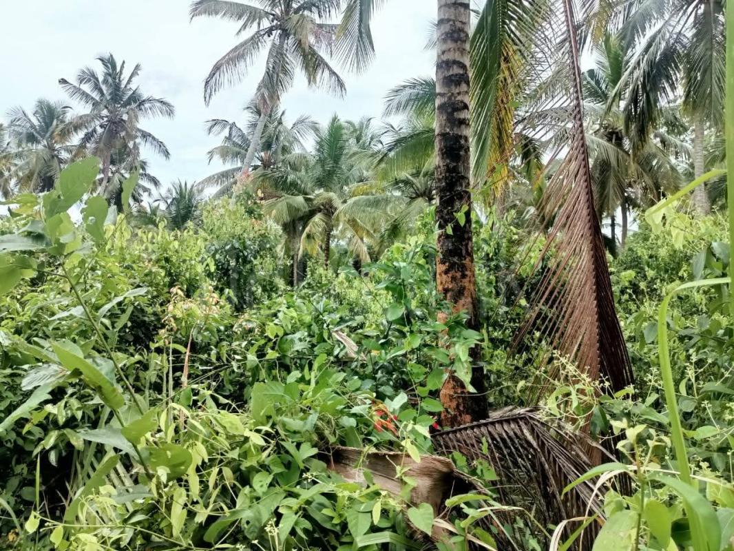 Agricultural Land for Sale in Walasmulla ads-image-1