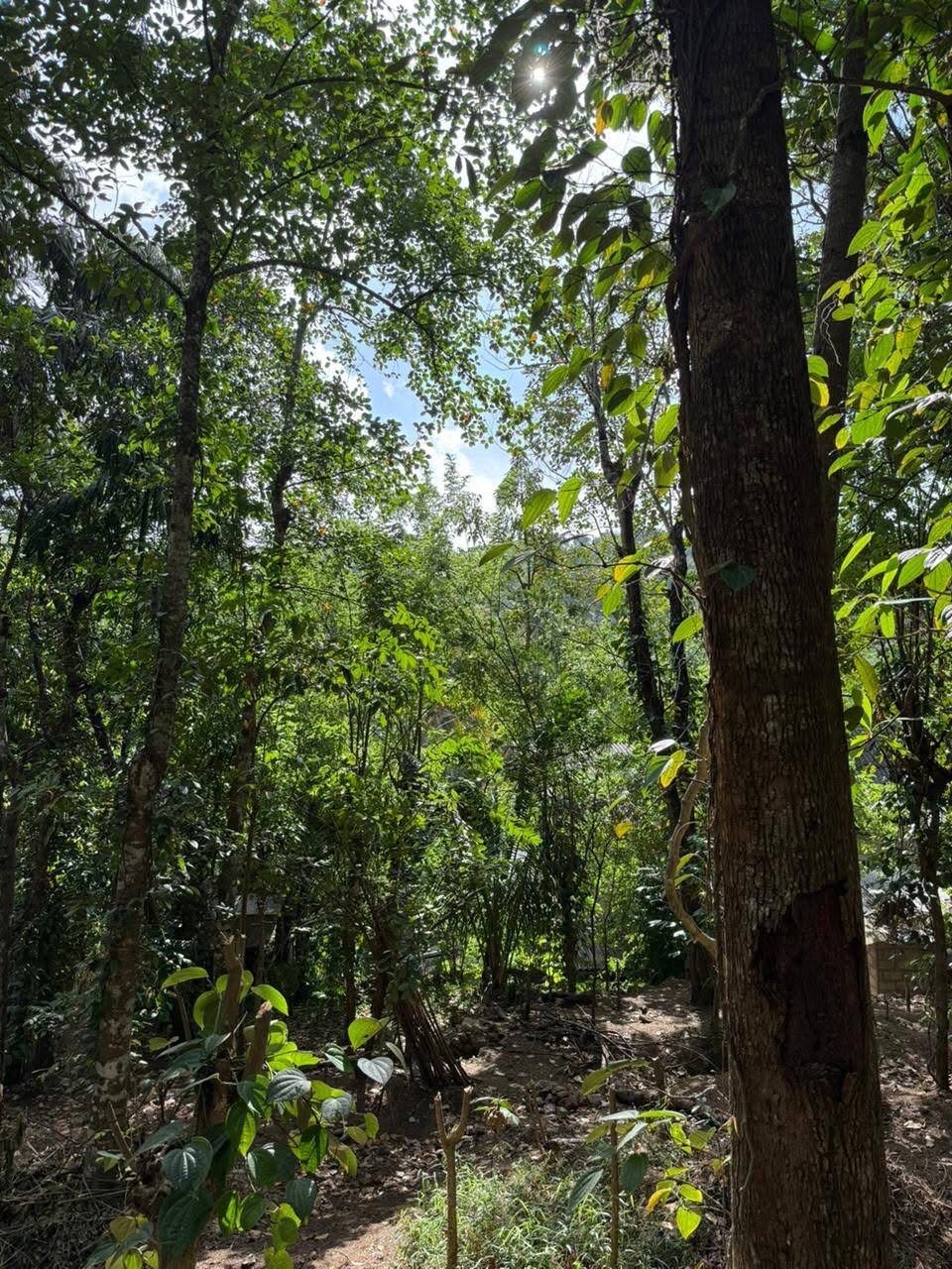 Residential Land for Sale in Ampitiya