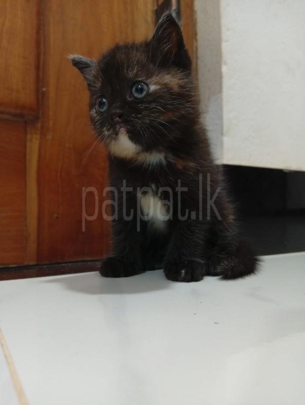 Persian cat for sale ads-image-1