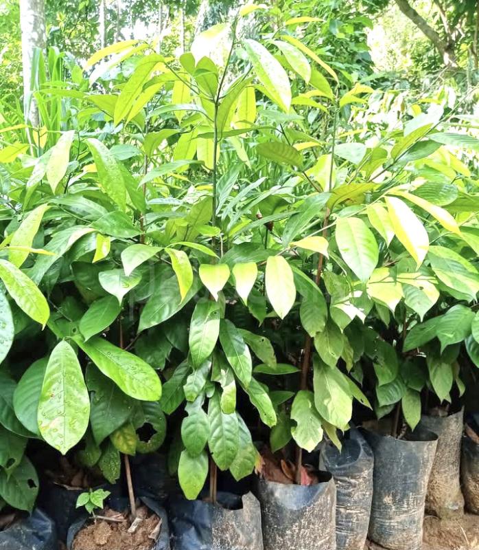 සාදික්කා /කරාඹු/ පුවක්/නයිමිරිස් පැල තොග විකිණීම