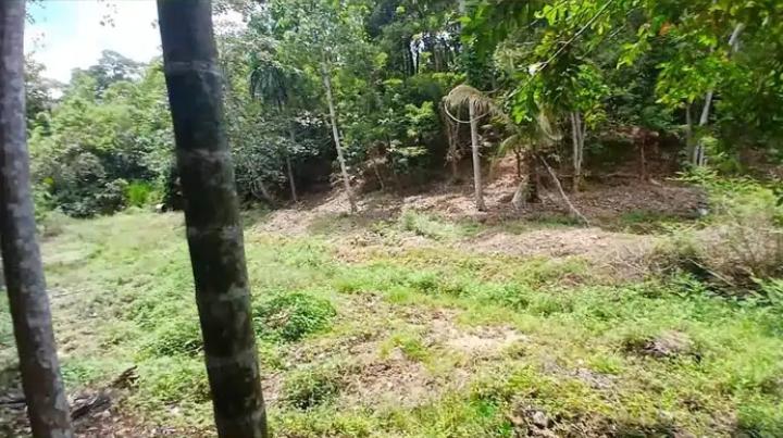 Agricultural Land for Sale in Pujapitiya