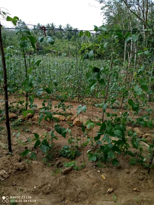 Commercial Land for Sale in Meepe