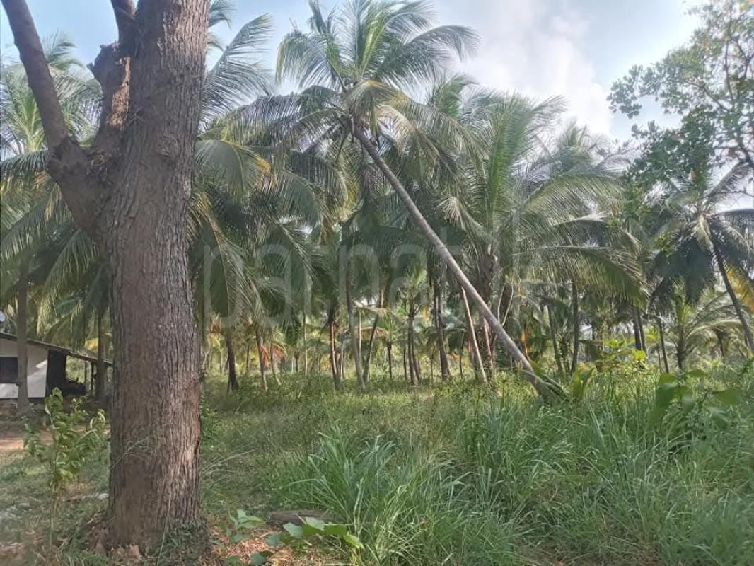Agricultural Land for Sale in Hiripitiya