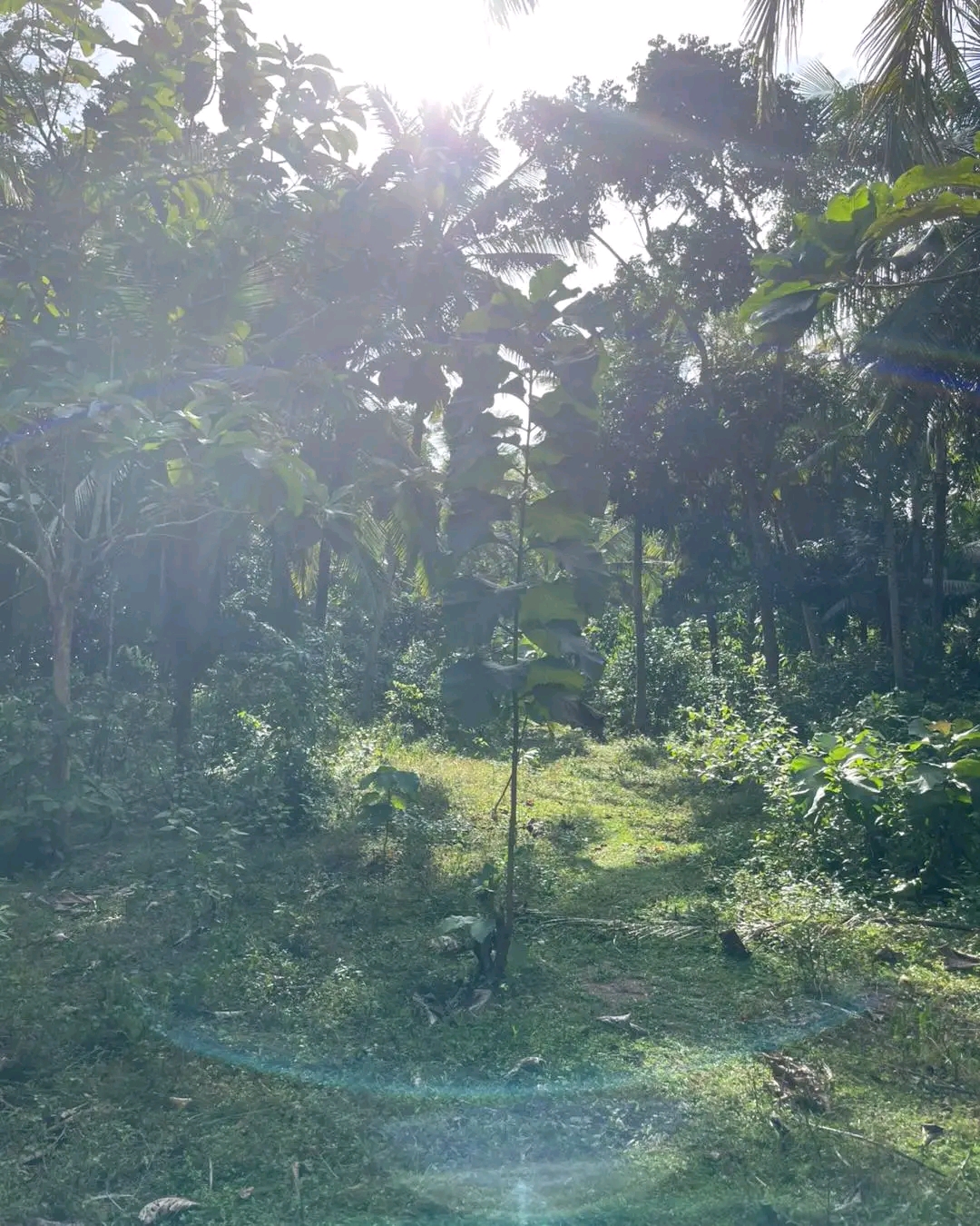 Agricultural Land for Sale in Mirigama ads-image-1