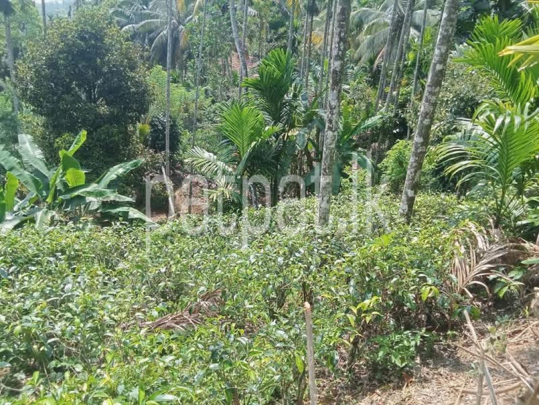 Agricultural Land for Sale in Deniyaya
