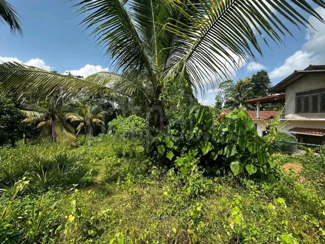 Commercial Land for Sale in Minuwangoda