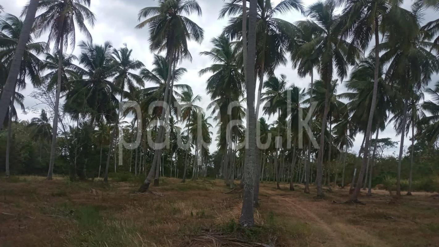 Agricultural Land for Sale in Wariyapola