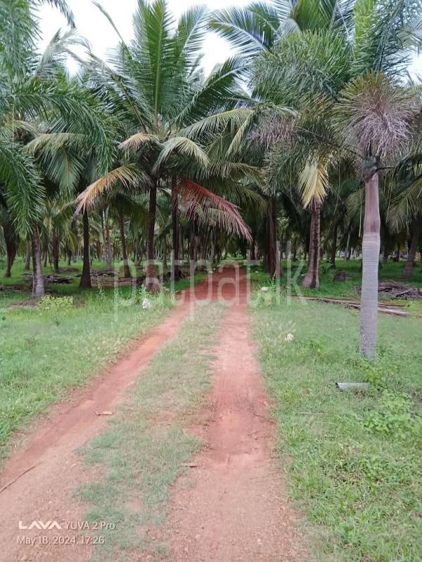 Agricultural Land for Sale in Madurankuliya