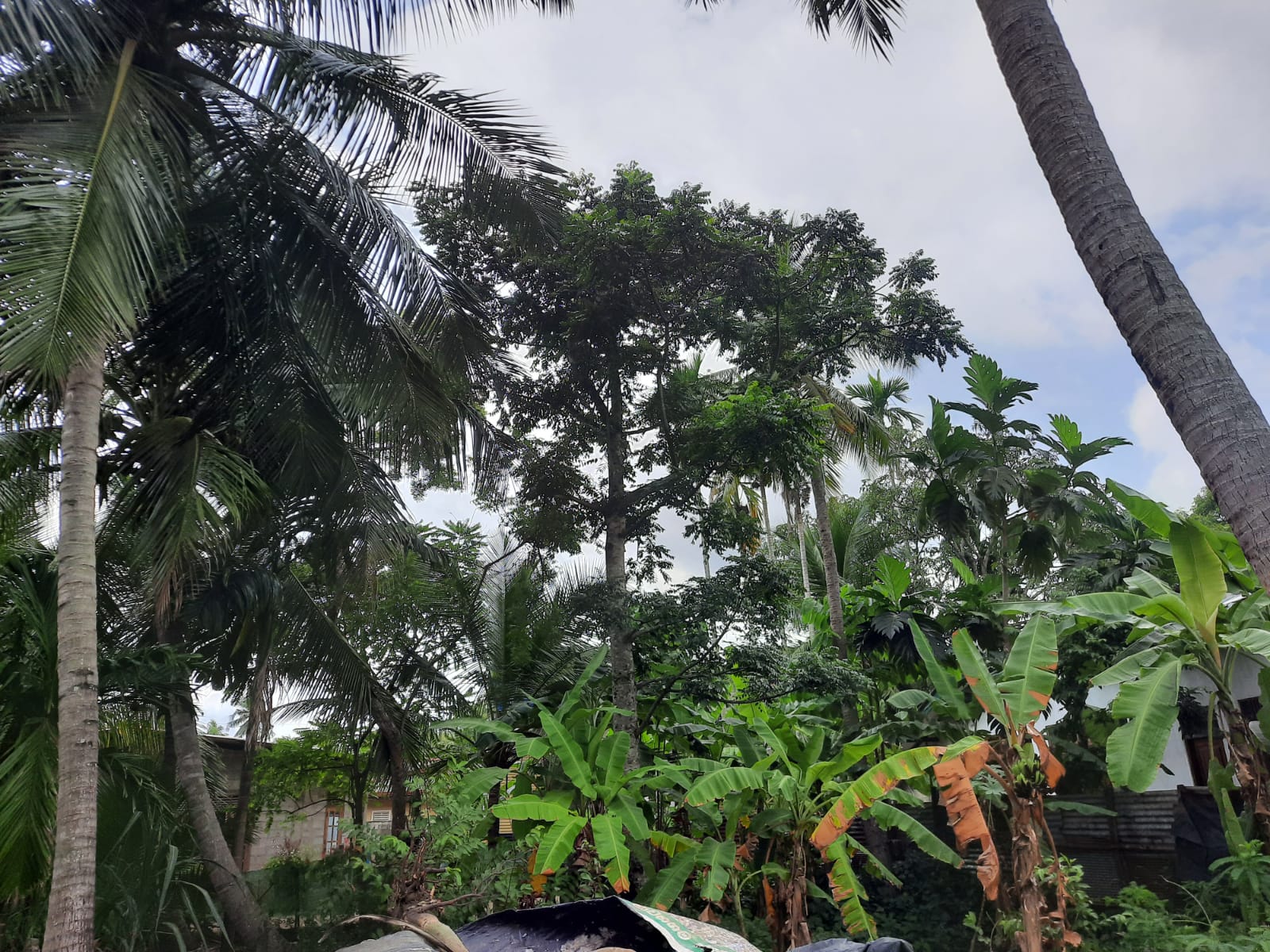 Residential Land for Sale in Mawathagama