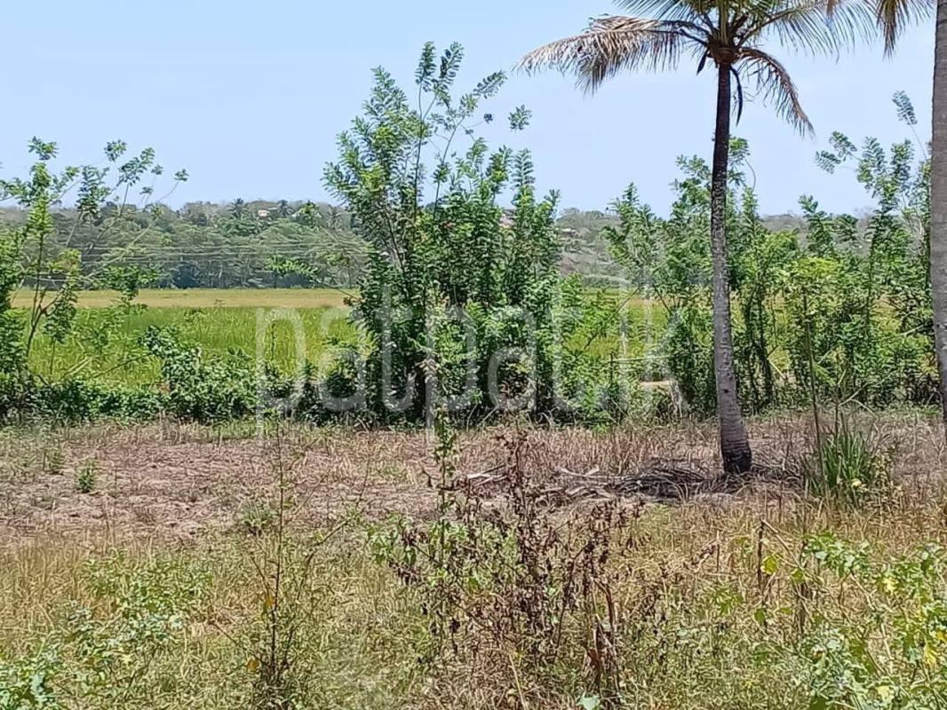 Agricultural Land for Sale in Tangalla