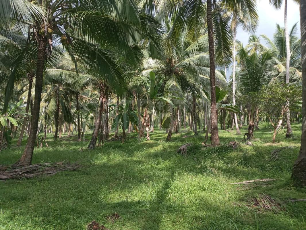 Agricultural Land for Sale in Maspotha