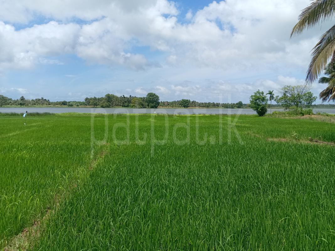 Agricultural Land for Sale in Eppawala