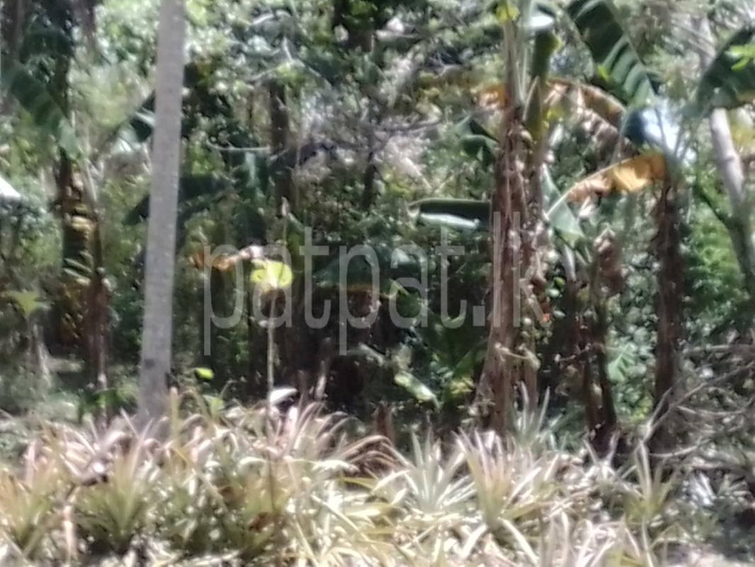 Agricultural Land for Sale in Pannala