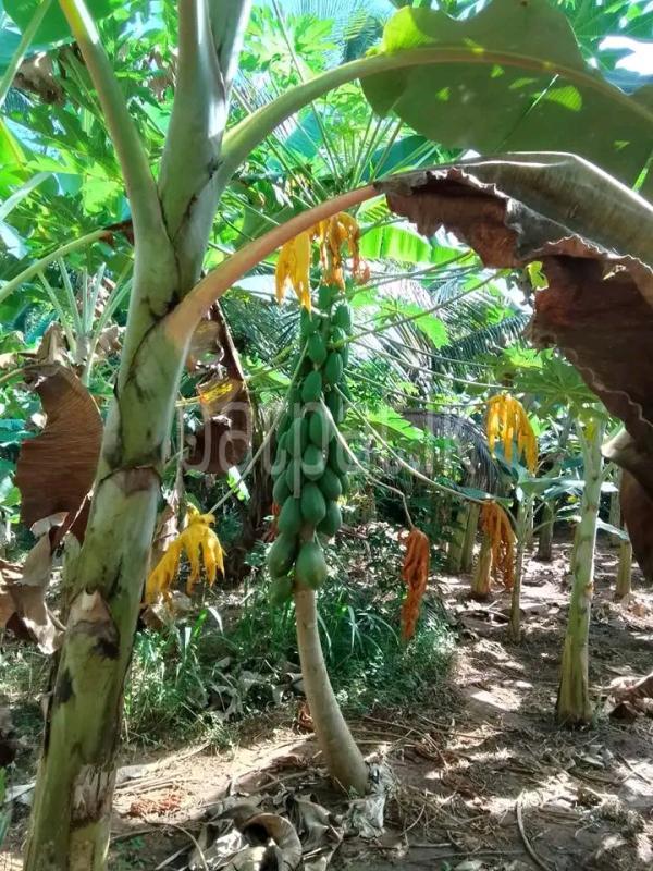 Agricultural Land for Sale in Eppawala