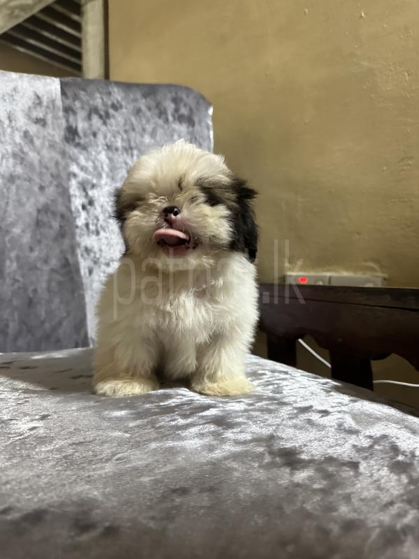 Advertisement image 2