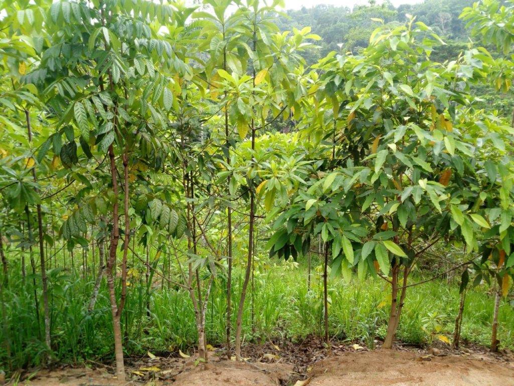 Agricultural Land for Sale in Peradeniya