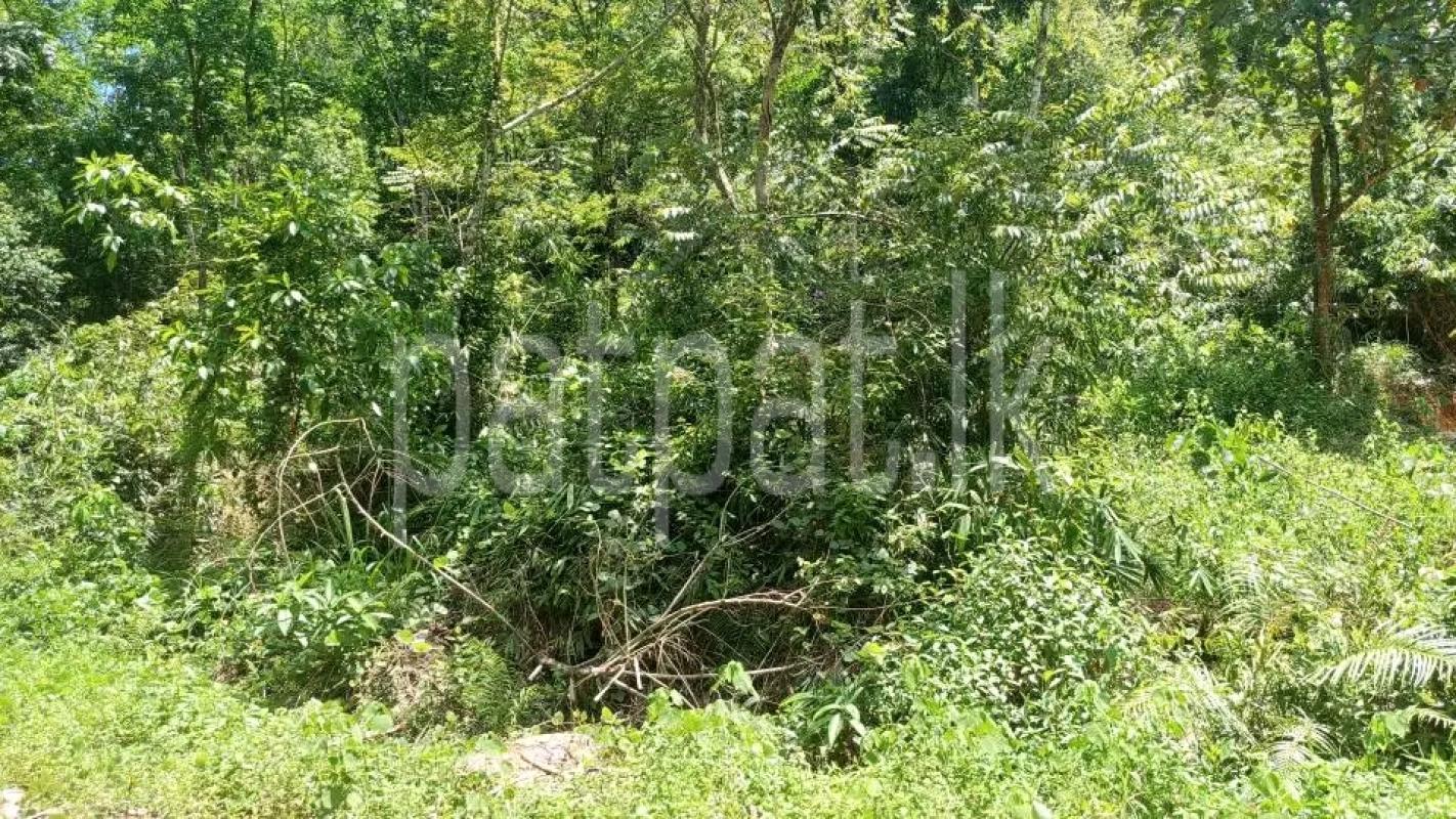 Agricultural Land for Sale in Mirigama
