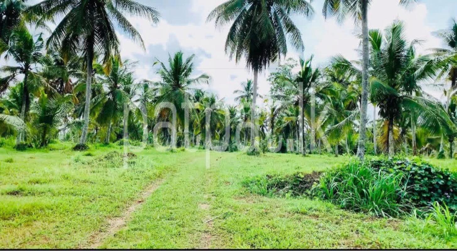 Agricultural Land for Sale in Gampaha