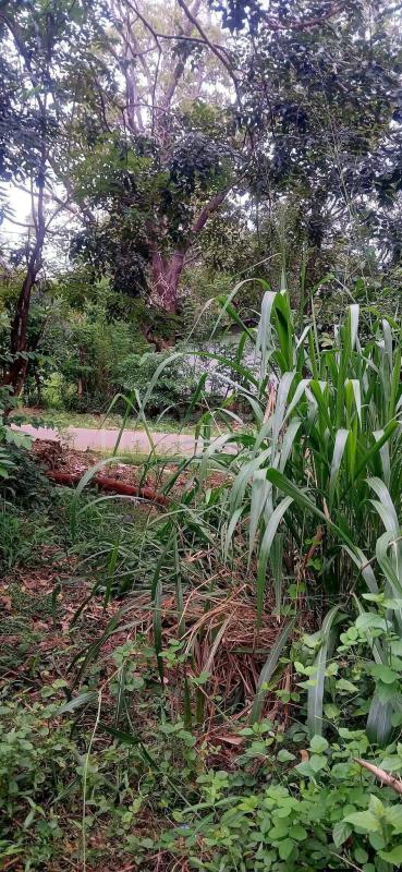 Residential Land for Sale in Kataragama