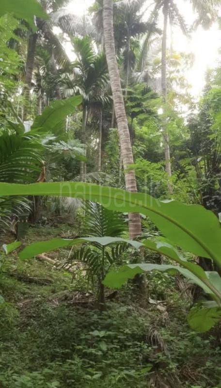 Agricultural Land for Sale in Kandy