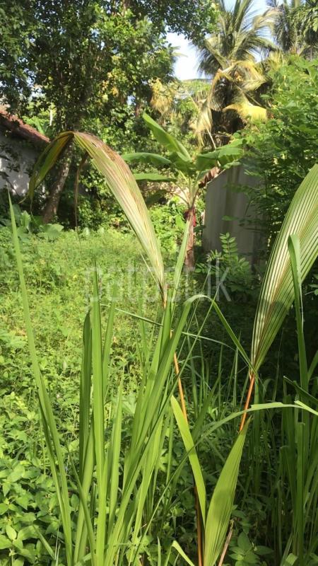 Commercial Land for Sale in Unawatuna