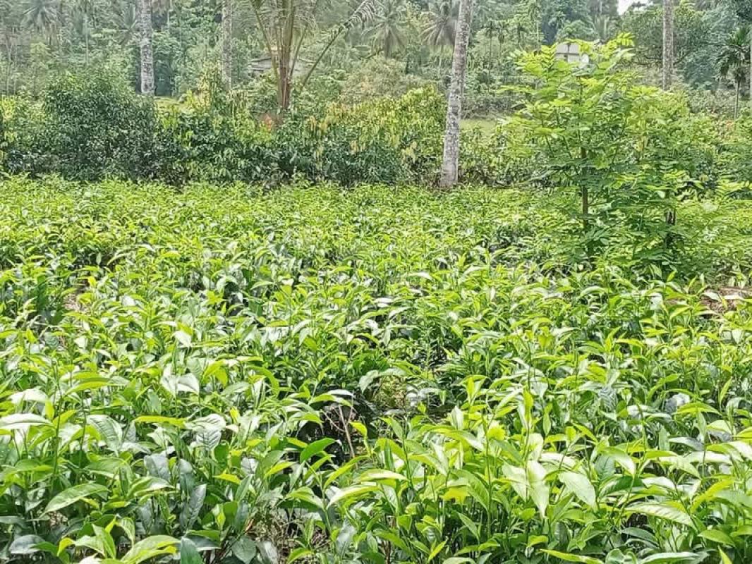 Agricultural Land for Sale in Deniyaya