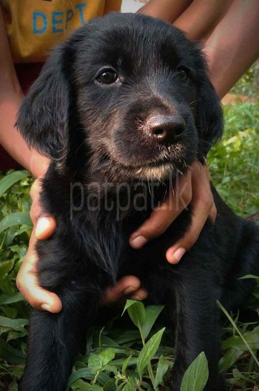 Flat coated retriever puppies for sale ads-image-1