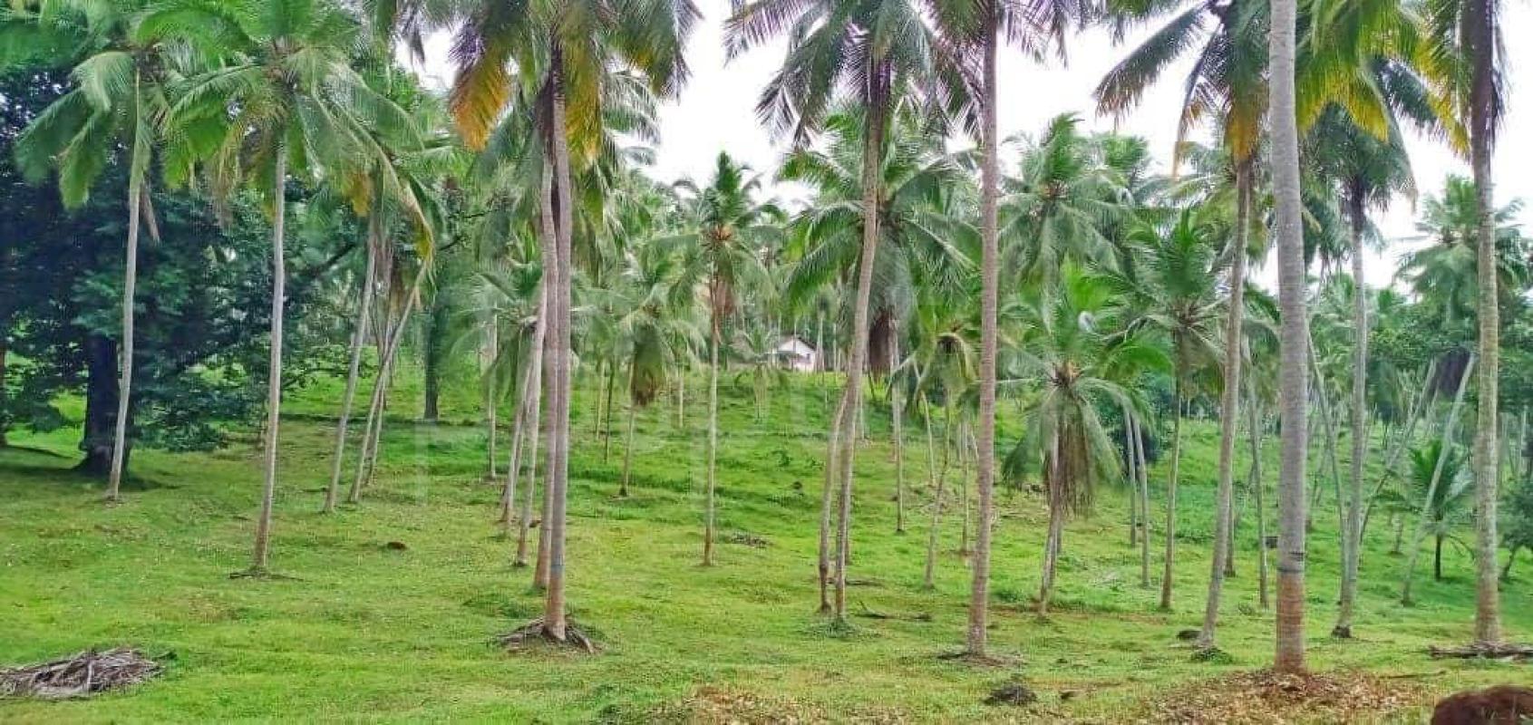 Agricultural Land for Sale in Mirigama