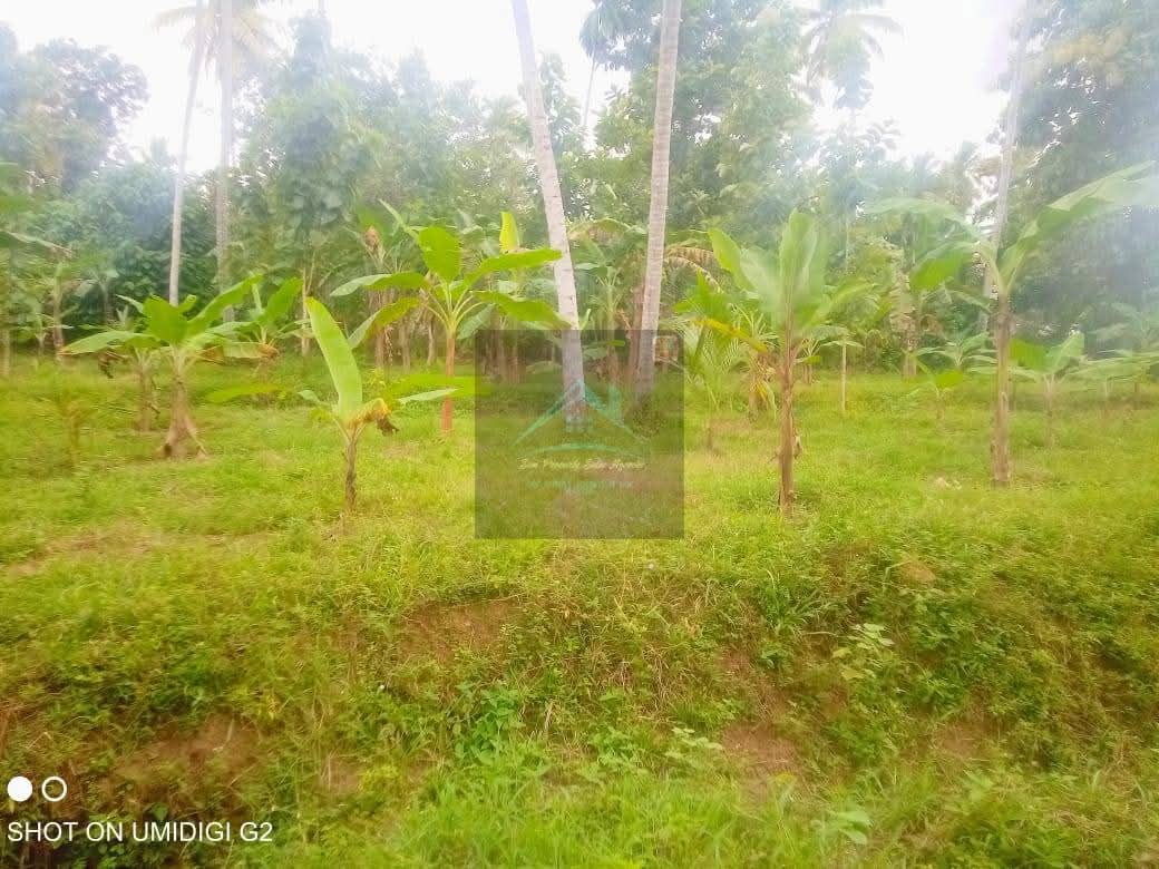 Agricultural Land for Sale in Divulapitiya