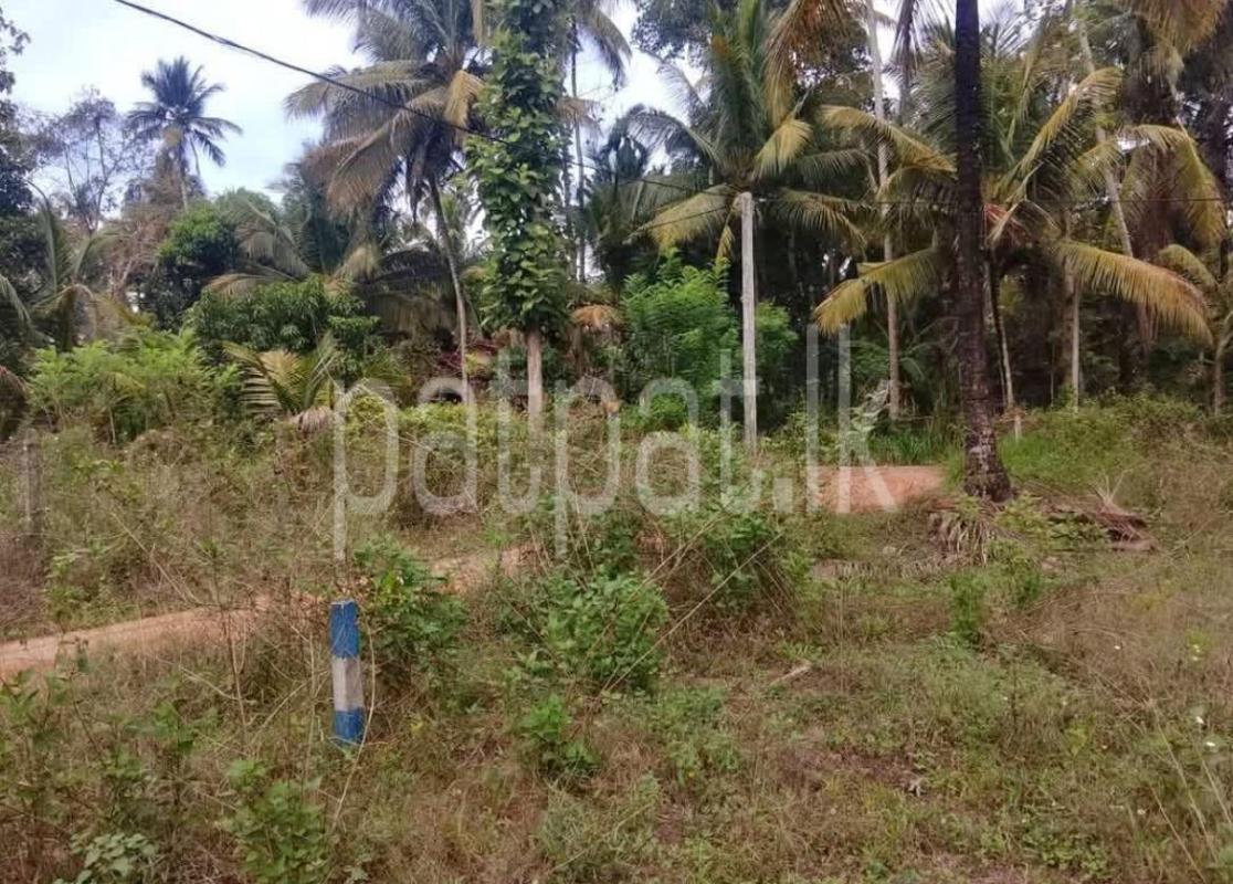 Agricultural Land for Sale in Kuliyapitiya