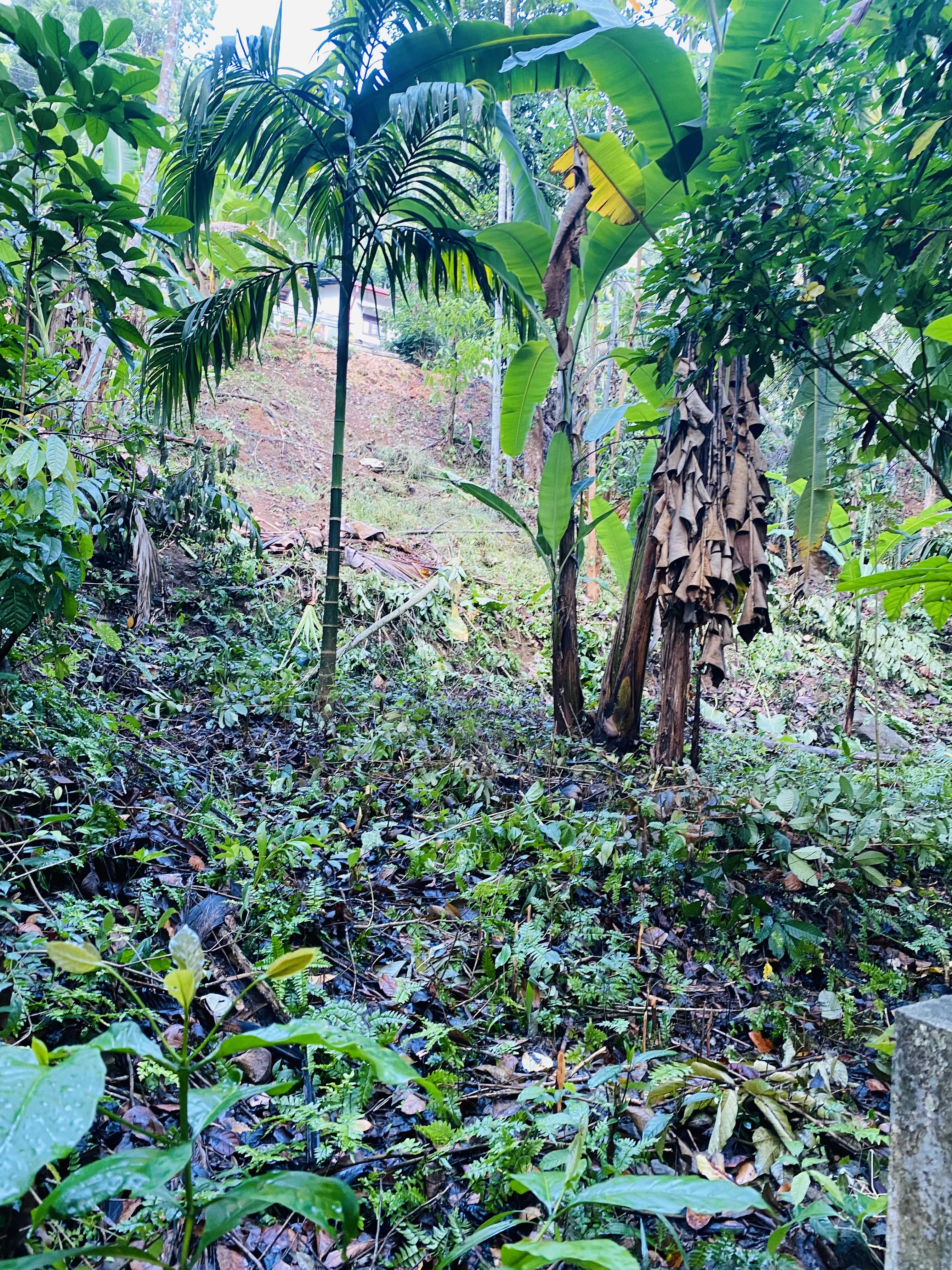 Residential Land for Sale in Rambukkana