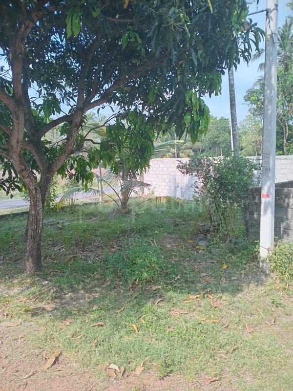 Residential Land for Sale in Nattandiya